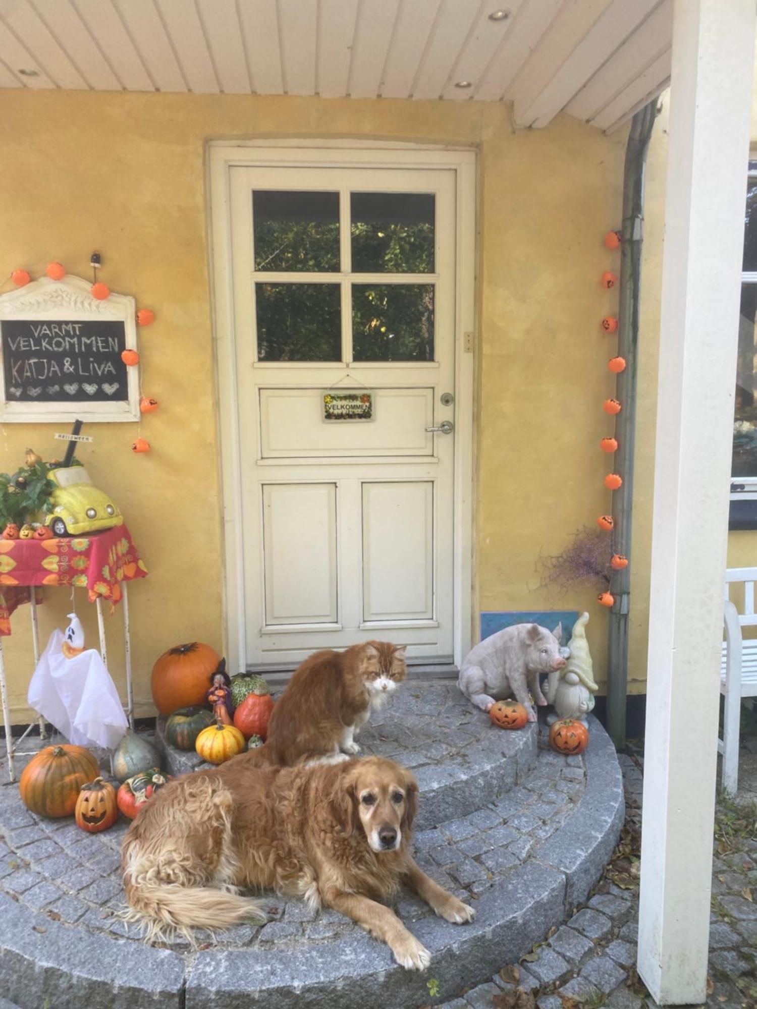 Katja B&B Roskilde Tutti Frutti Home Hedehusene Bagian luar foto
